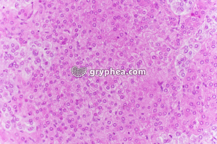 Surrénale - Capsule surrénale x100 - gryphea.com